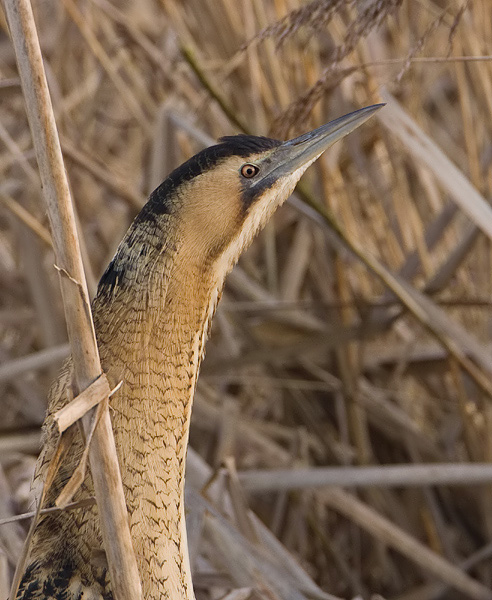 niewsgierige roerdomp.jpg